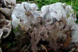 Attēlu rezultāti vaicājumam “Phellodon melaleucus”