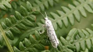 Attēlu rezultāti vaicājumam “Yponomeutidae”