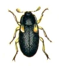 Attēlu rezultāti vaicājumam “Dacne bipustulata”