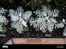 Image result for Cineraria maritima