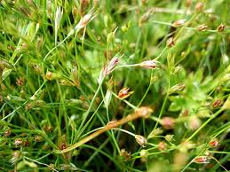 Attēlu rezultāti vaicājumam “Juncus bufonius”
