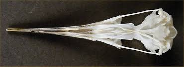 Attēlu rezultāti vaicājumam “Sterna sandvicensis adult”