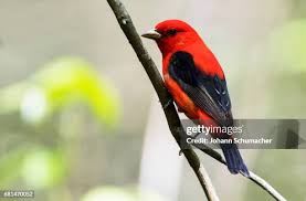 Image result for Piranga olivacea