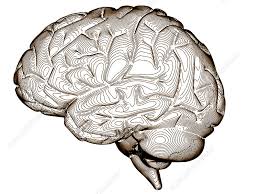 Image result for map of the brain