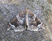 Attēlu rezultāti vaicājumam “Eulithis prunata”