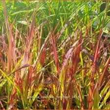 Attēlu rezultāti vaicājumam “Molinia caerulea leaf”