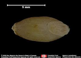 Attēlu rezultāti vaicājumam “Hordeum vulgare fruit”