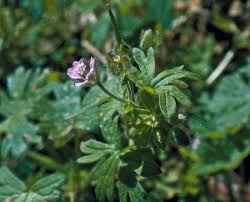 Attēlu rezultāti vaicājumam “Geranium pusillum flower”