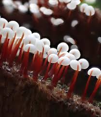 Attēlu rezultāti vaicājumam “Physarum leucophaeum macro”