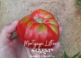 Afbeeldingsresultaat voor mortgage lifter bicolor strain tomato