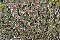 Attēlu rezultāti vaicājumam “Physconia distorta”