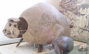 Attēlu rezultāti vaicājumam “Diderma cingulatum”