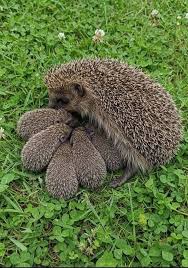 Attēlu rezultāti vaicājumam “Erinaceus sp.”