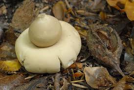 Attēlu rezultāti vaicājumam “Geastrum fimbriatum”