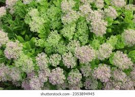 Attēlu rezultāti vaicājumam “Hylotelephium maximum flower”