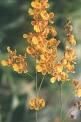 Oncidium - Wikipedia, the free encyclopedia
