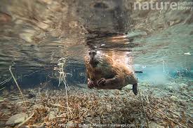 Image result for Castor fiber