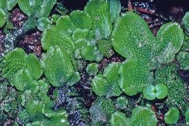 Attēlu rezultāti vaicājumam “Conocephalum salebrosum”