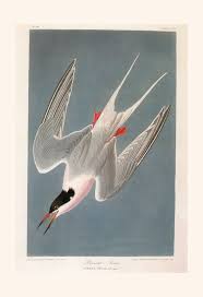 Image result for Sterna dougallii