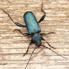 Attēlu rezultāti vaicājumam “Callidium violaceum”