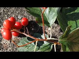 Attēlu rezultāti vaicājumam “Sorbus intermedia fruit”