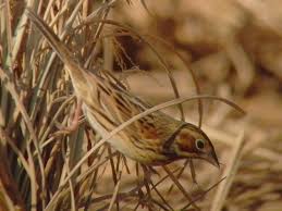 Image result for Emberiza fucata