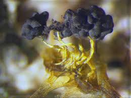 Attēlu rezultāti vaicājumam “Physarum bivalve spores”