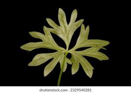 Attēlu rezultāti vaicājumam “Ranunculus auricomus leaf”