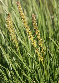 Attēlu rezultāti vaicājumam “Juncaginaceae”