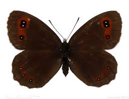 Attēlu rezultāti vaicājumam “Erebia aethiops”