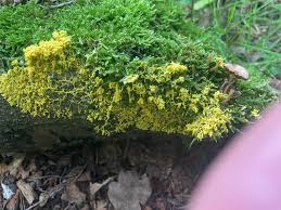 Attēlu rezultāti vaicājumam “Physarum auriscalpium spores”