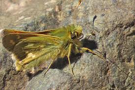 Attēlu rezultāti vaicājumam “Hesperia comma male”