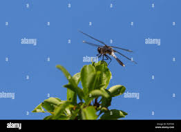 Attēlu rezultāti vaicājumam “Leucorrhinia caudalis”