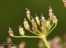 Attēlu rezultāti vaicājumam “Pimpinella saxifraga”
