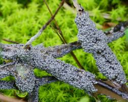 Attēlu rezultāti vaicājumam “Diderma spumarioides”