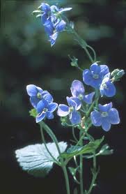 Image result for Veronica chamaedrys