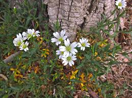 Attēlu rezultāti vaicājumam “Cerastium arvense”