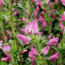 Attēlu rezultāti vaicājumam “Ononis arvensis flower”