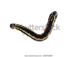 Attēlu rezultāti vaicājumam “Paracorymbia maculicornis imago”