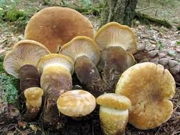 Attēlu rezultāti vaicājumam “Boletales”