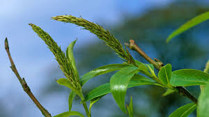 Attēlu rezultāti vaicājumam “Salix fragilis”