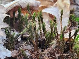 Attēlu rezultāti vaicājumam “Polytrichales”