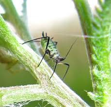 Attēlu rezultāti vaicājumam “Sacchiphantes abietis exuvia”