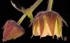 Attēlu rezultāti vaicājumam “Geum rivale fruit”