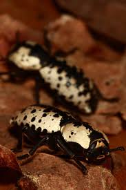 Attēlu rezultāti vaicājumam “Zopheridae”