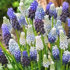 Attēlu rezultāti vaicājumam “Muscari armeniacum flower”