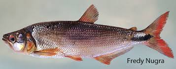 Attēlu rezultāti vaicājumam “Bryum amblyodon”