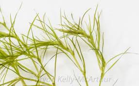 Attēlu rezultāti vaicājumam “Najas flexilis leaf”