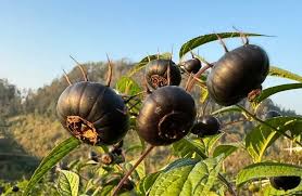 Attēlu rezultāti vaicājumam “Corynephorus canescens fruit”
