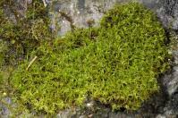 Attēlu rezultāti vaicājumam “Dicranales”